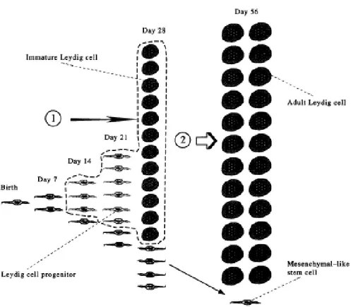 Gambar 3 : Tahapan proliferasi dan differensiasi sel Leydig.  