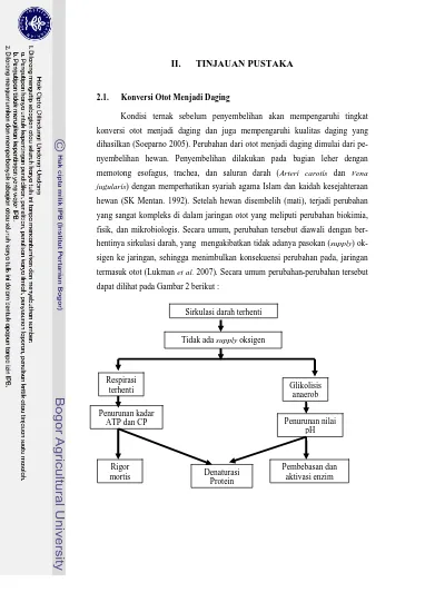 Tinjauan Pustaka Konversi Otot Menjadi Daging