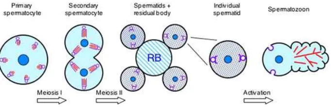 Gambar 3 Tahap-tahap perkembangan sel spermatosit (Smith 2006). 