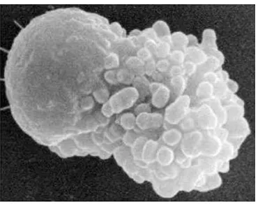 Gambar 4 Scanning elektron mikrograph spermatozoon (Smith 2006). 