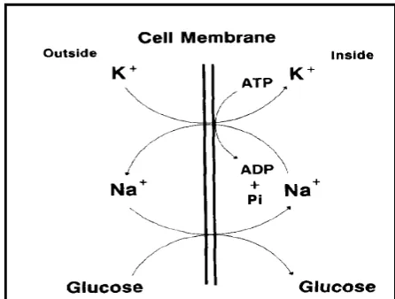 Gambar 7  Mekanisme pemompaan yang bergantung pada Na+-K+-ATP pada waktu  difusi glukosa ke dalam sel (Block 1994)