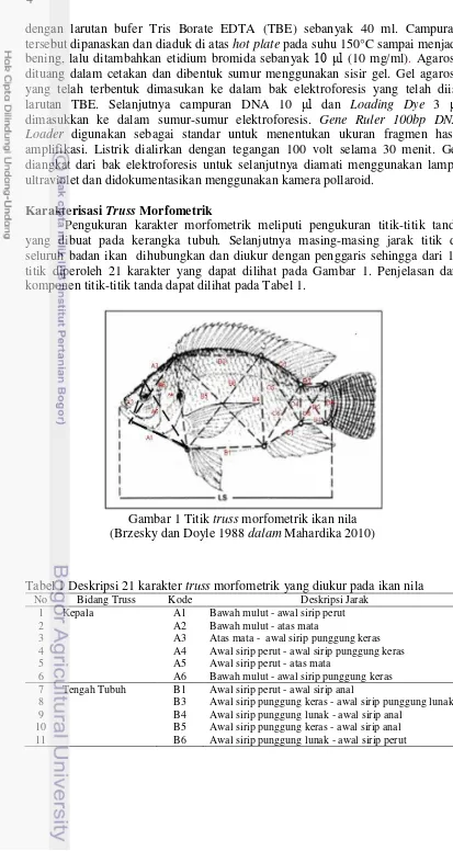Gambar 1 Titik truss morfometrik ikan nila 