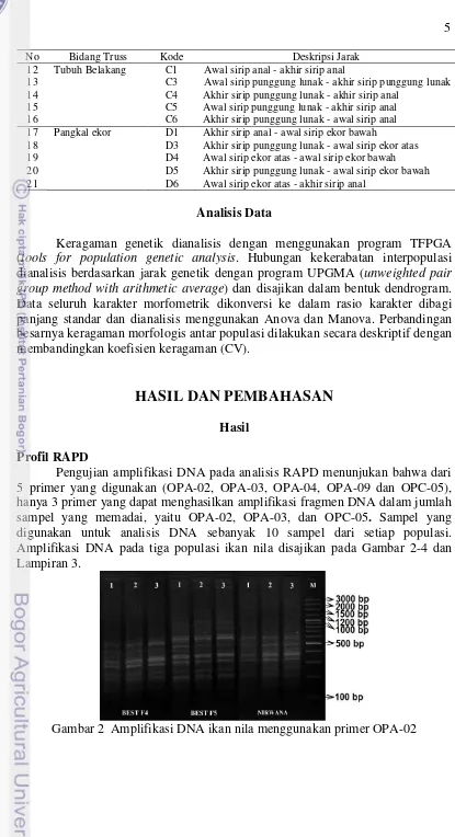 Gambar 2  Amplifikasi DNA ikan nila menggunakan primer OPA-02 