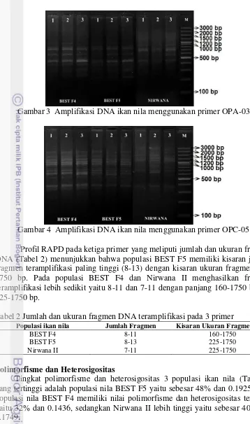 Gambar 3  Amplifikasi DNA ikan nila menggunakan primer OPA-03 