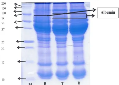 Figure 2 Molecular weight of eel fish meat. M=Marker 250 KDa; D=Front; T=Middle Part; 