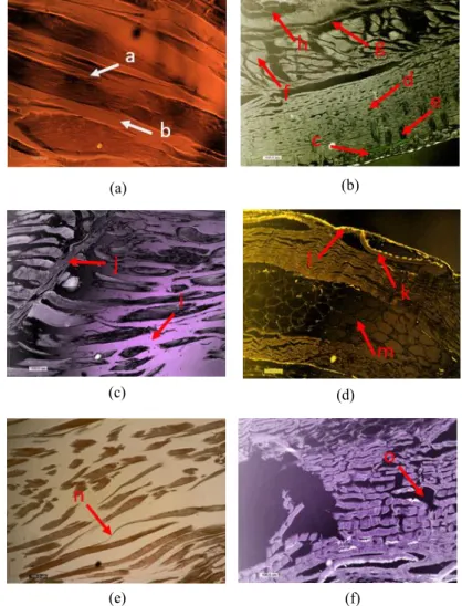 Figure  6A menunjukkan daging ikan  sidat tersusun atas serat-serat daging (muscle 