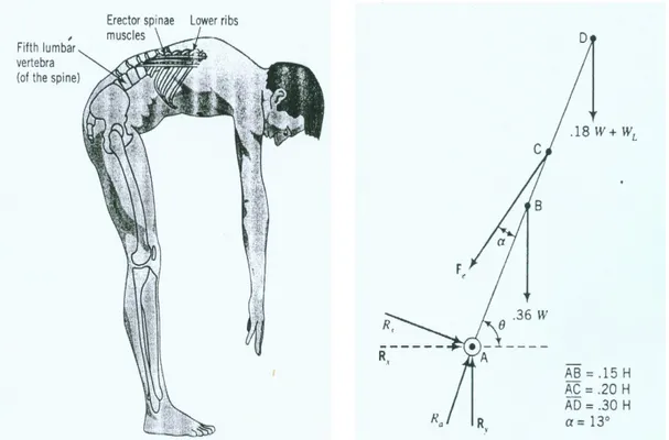 Gambar 2. Free body diagram toraco  lumbar spine 