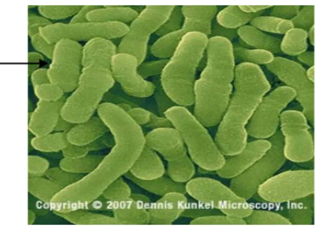 Gambar 2.  Bakteri Corynebacterium 