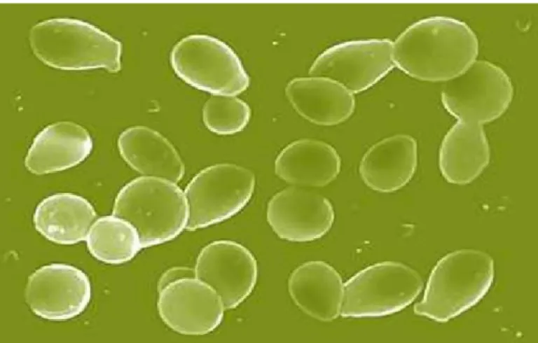 Gambar 2.3. Saccharomyces cerevisiae  