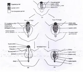 Gambar  1  :  Diferensiasi  Seks  Genetalia  Eksterna.  (a)  Stadium  belum  berdiferensiasi  (7Minggu)