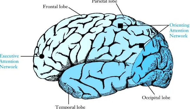 Gambar 2.9 Cereberal cortex (korteks otak besar) 