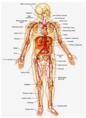 Gambar 1. Anatomi Tubuh Manusia [Sumber: ibrahimduasatu.blogspot.com]