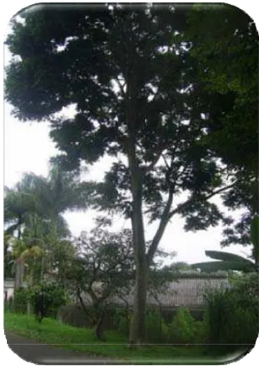 Gambar 1. Pohon lerak (Sapindus rarak) 