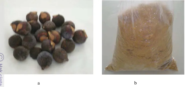 Gambar 2. Biji lerak (a) dan hasil ekstrak metanol lerak (b) 