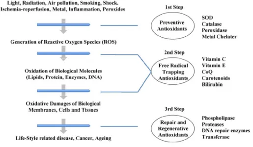 Gambar 2.1 Korelasi hubungan antioksidan dalam sistem biologi (Yuji et al, 2010)  2.6  PROPOLIS  