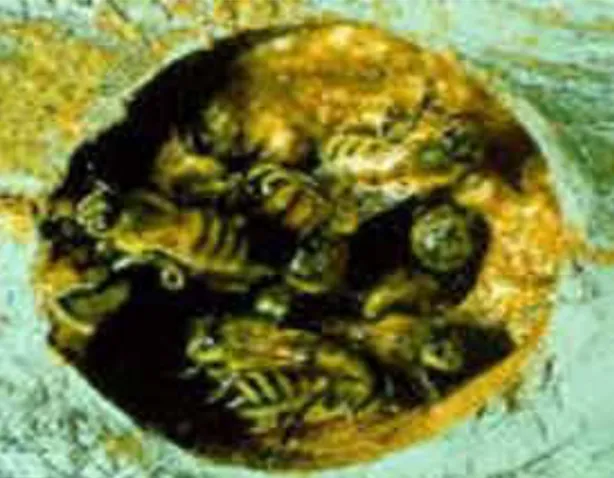 Gambar 2.2. Lebah Penghasil Propolis 