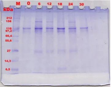 Gambar 1.   Profil protein oosit kambing setelah berbagai lama maturasi in vitro,  menggunakan SDS-PAGE