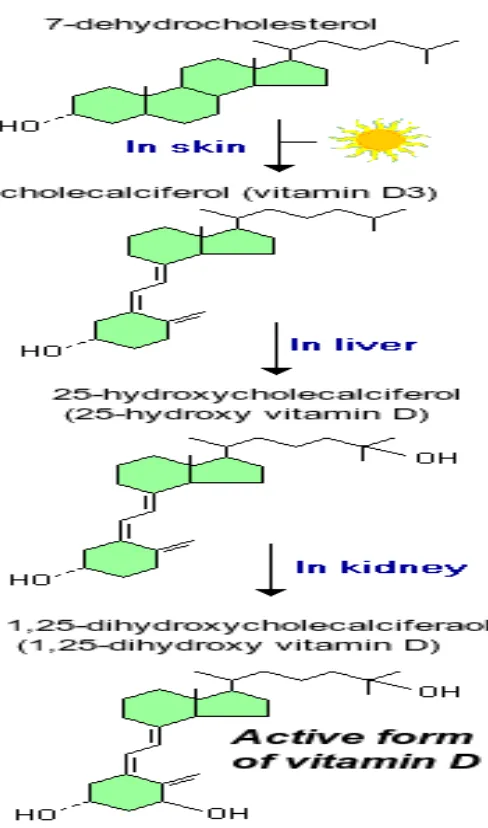 Gambar 2.2Skema aktivasi molekul vitamin D3 (Kauffman, 2009) 