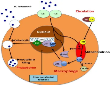 Gambar 2.3  Aktivasiinnate imunity dalam makrofag dimediasi vitamin D(Sutaria, 2014) 