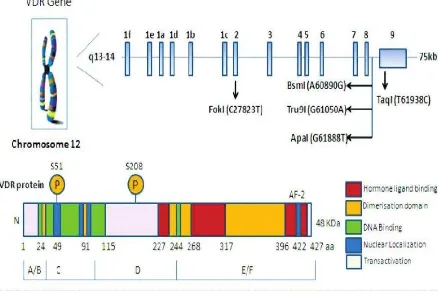 Gambar 2.5Struktur gen reseptor vitamin D 