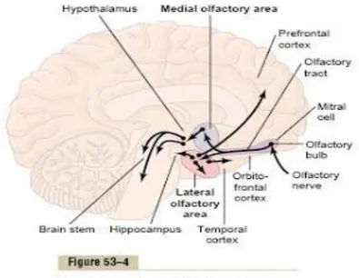 Gambar 5. Hubungan neurologis sistem olfaktorius. 33