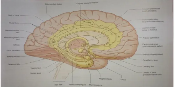 Gambar 6. Komponen sistem limbik (warna kuning). 34