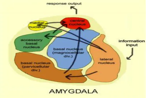 Gambar 8. Struktur anatomis amigdala 
