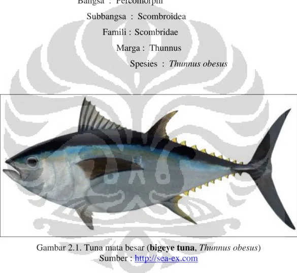 Gambar 2.1. Tuna mata besar (bigeye tuna, Thunnus obesus)  Sumber : http://sea-ex.com 