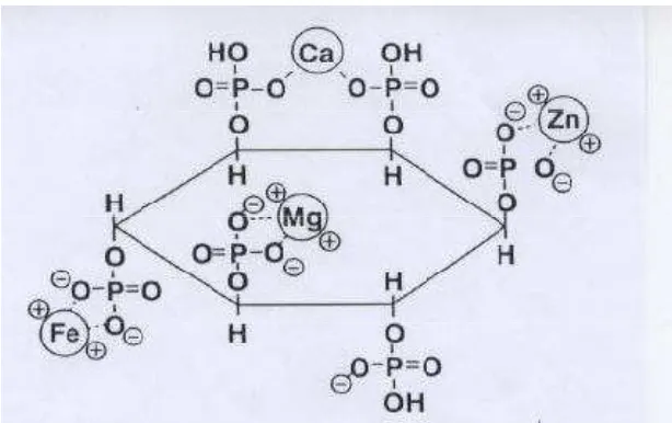 Gambar 4 Struktur asam fitat ( Coelho 1999) 