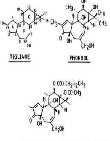 Gambar 5  Struktur tetradecanoyl phorbol-13-acetate (TPA) 