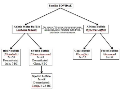 Figure 2.1 A compilation data of buffalo classification and domestication time period (sources: Michelizzi et al