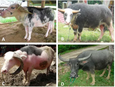 Figure 2.2 Different type of coat color pattern in swamp buffalo. A: Saleko; B: Bonga; C: Lotong Boko and D: Solid