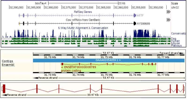 Figure 4.1 The schema of MITF gene that uses cattle genome as reference. It consists of 9 exons, with a 1,602 bp mRNA and 413 residues of translation length (source of figures: UCSC genome browser, http://www.genome.ucsc.edu and Ensemble genome browser, ht
