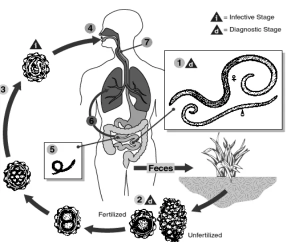 Gambar 2.1. Siklus hidup  Ascaris  lumbricoides 