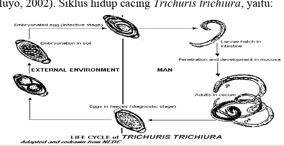 Gambar 2.2. Siklus hidup  Trichuris trichiura 
