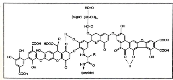 Gambar 2.1. Model  struktur asam humat berdasarkan Stevenson (1982); R dapat  berupa alkil, aril, atau aralkil