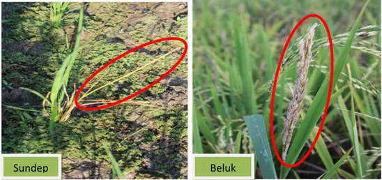 Gambar 2.2  : Gejala Sundep dan Beluk  pada tanaman padi  Sumber : doc pribadi 