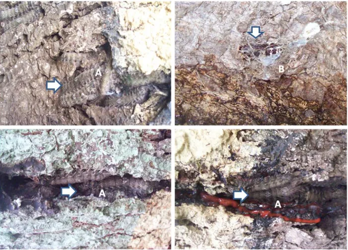 Gambar  7.  Habitat  ulat  bulu  Lymantria  marginalis  berupa  permukaan  tanaman  yang  kasar  seperti  retakan  kulit  batang  bagian  bawah  (±  0-2  m  di  atas  permukaan  tanah)