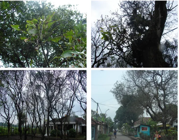 Gambar  8.  Serangan  ulat  bulu,  Arctornis  sp  dan  L.  marginalis  pada  tanaman  mangga  di  Probolinggo Jawa Timur 
