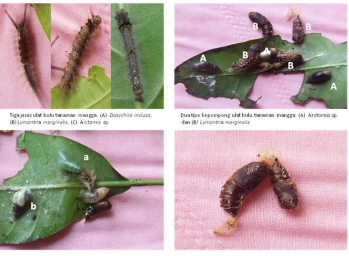 Gambar 2. Tiga spesies ulat bulu yang menyerang tanaman mangga di Kabupaten Probolinggo,  yaitu Dasychira inclusa, Lymantria marginalis dan Arctornis sp
