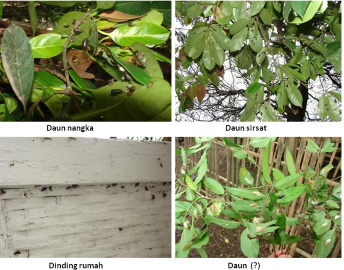 Gambar  3.  Ulat  bulu  Arctornis  sp.  berkepompong  pada  tanaman  nangka,  sirsat,  daun  (?)  dan  juga di dinding rumah yang terbuat dari bambu