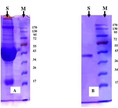 Gambar 1. Hasil analisis protein dengan metode SDS-PAGE. 
