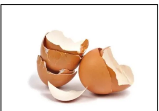 Gambar 4. Cangkang Telur Ayam Ras 