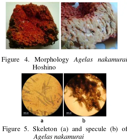 Figure 4. Morphology Agelas nakamurai 