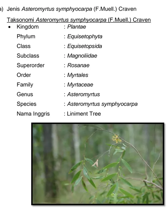 Gambar 2.  Jenis  Asteromyrtus sympiocarpa (F.Muell.) Craven di TN Wasur 
