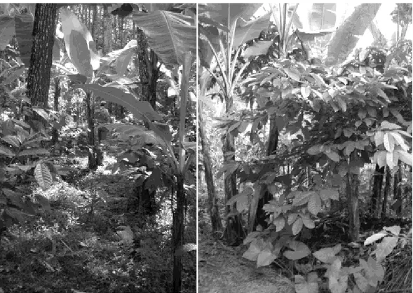 Gambar  3.  Sistem  agroforestri  sederhana  di  Ngantang,  Malang  Jawa  Timur.  Kopi  dan  pisang  ditanam  oleh  petani  di  antara  pohon  pinus  milik  Perum  Perhutani  (Gambar  kiri)