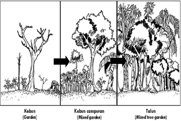 Gambar 4. Perkembangan sistem kebun talun (de Foresta et al., 2000). 