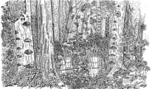 Gambar 5.  Agroforest Kompleks: Kebun damar di Krui, Lampung Barat  (De Foresta et al., 2000)