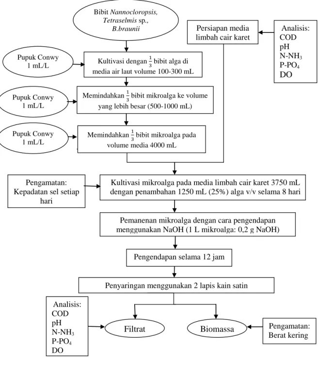 Gambar 4. Diagram alir perolehan biomassa mikroalga 