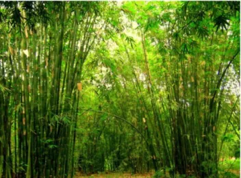 Gambar II.16. Pohon bambu (pring)  Sumber: http://moetzart.blogspot.com/  (Diakses pada 20 Desember 2014) 